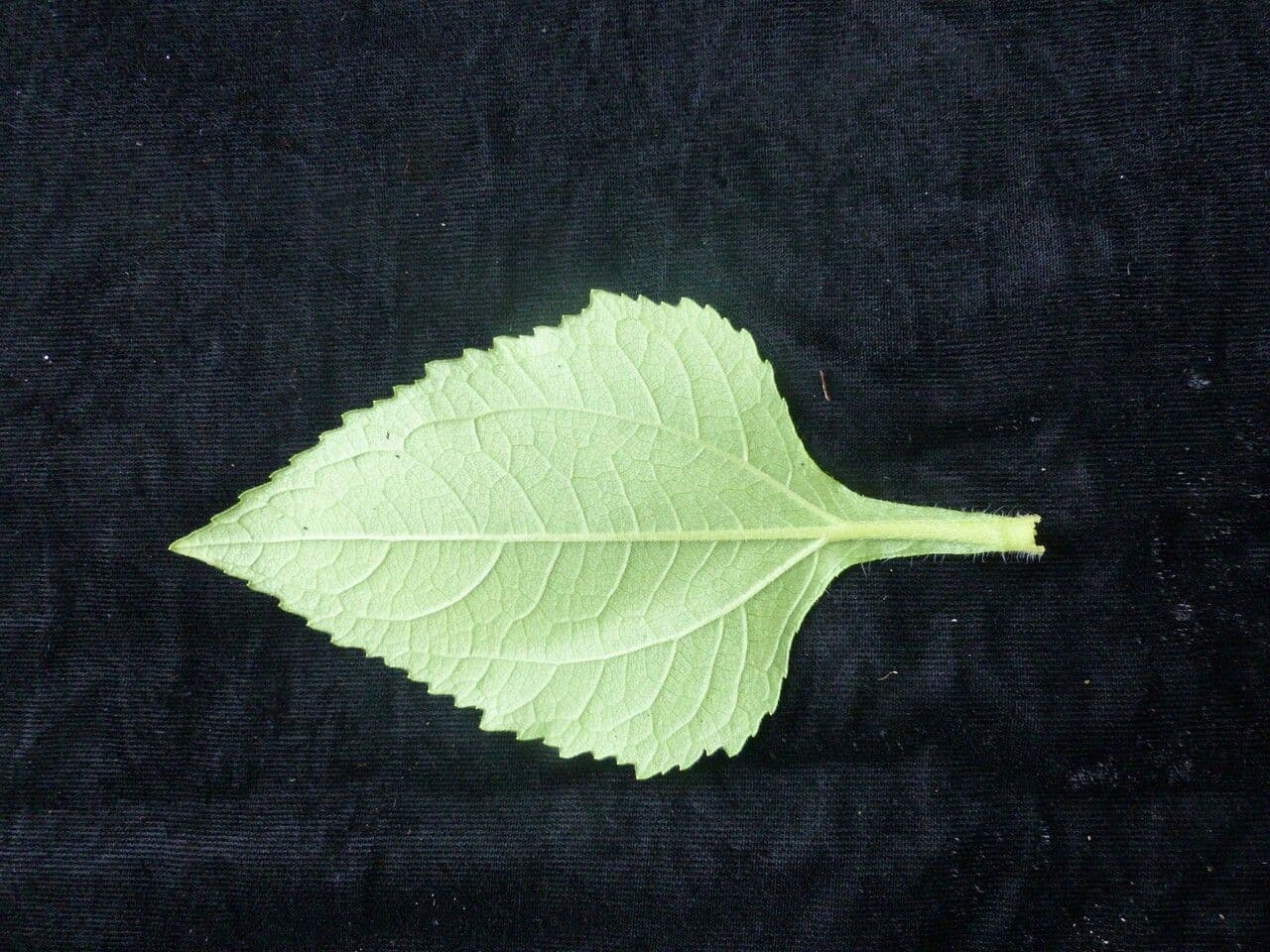 Sigesbeckia orientalis 20