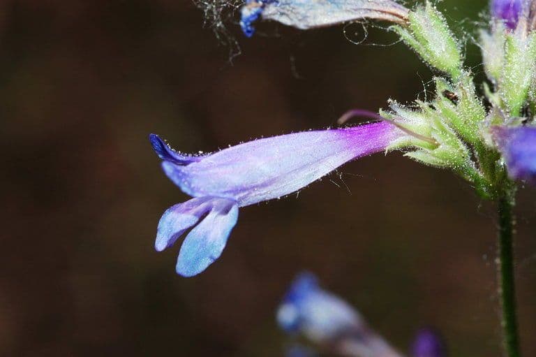 Penstemon esile 2
