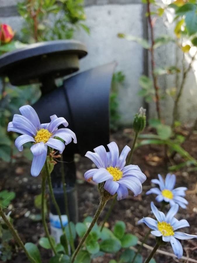 Félicia amelloides 6