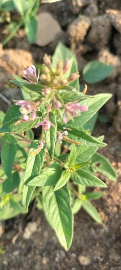Cleome 3