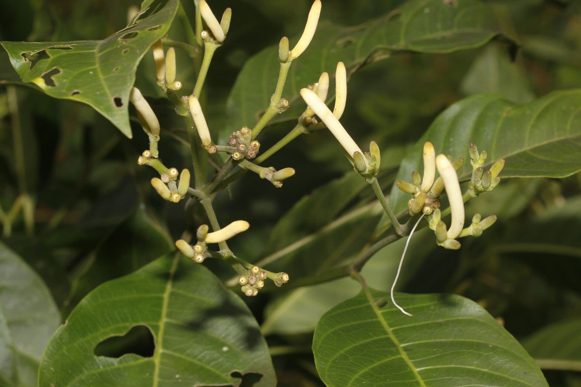 Palicourea 2