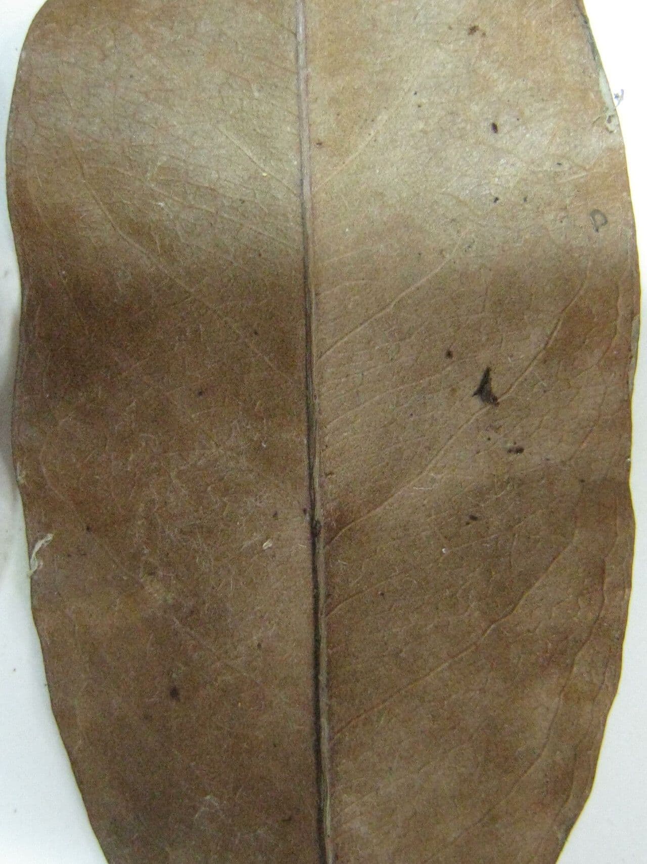 Exellodendron