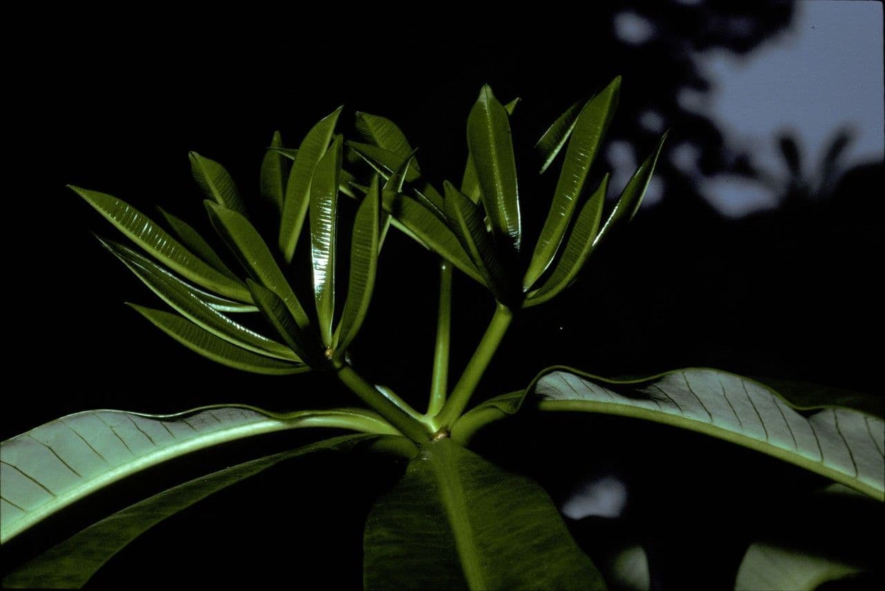 Alstonia 6
