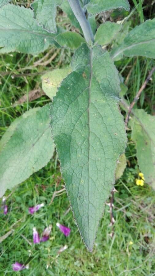 Náprstník červený 18