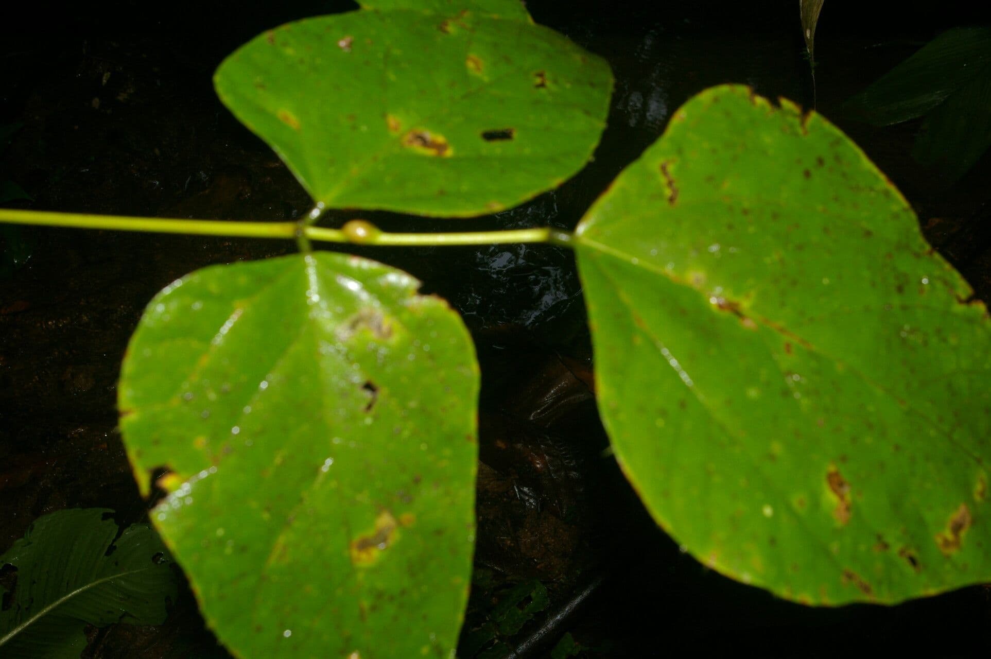 Erythrina garbatá 13