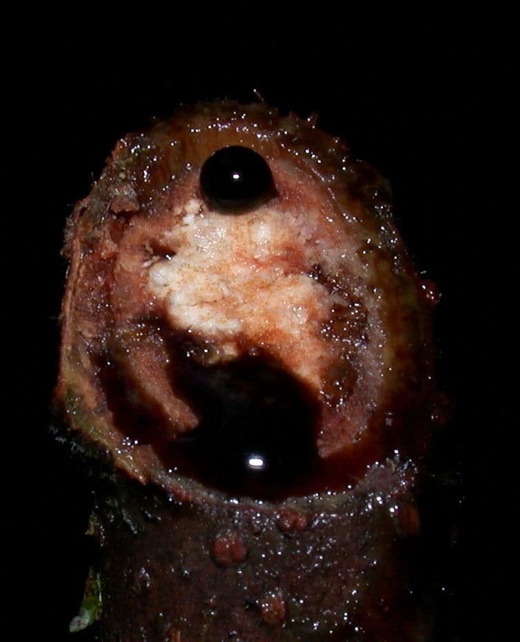 Pourouma bicolor 25