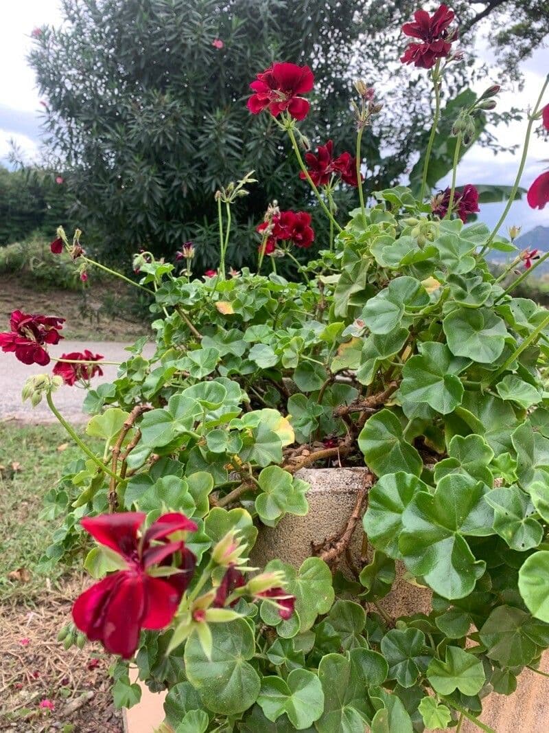 Geranium 6