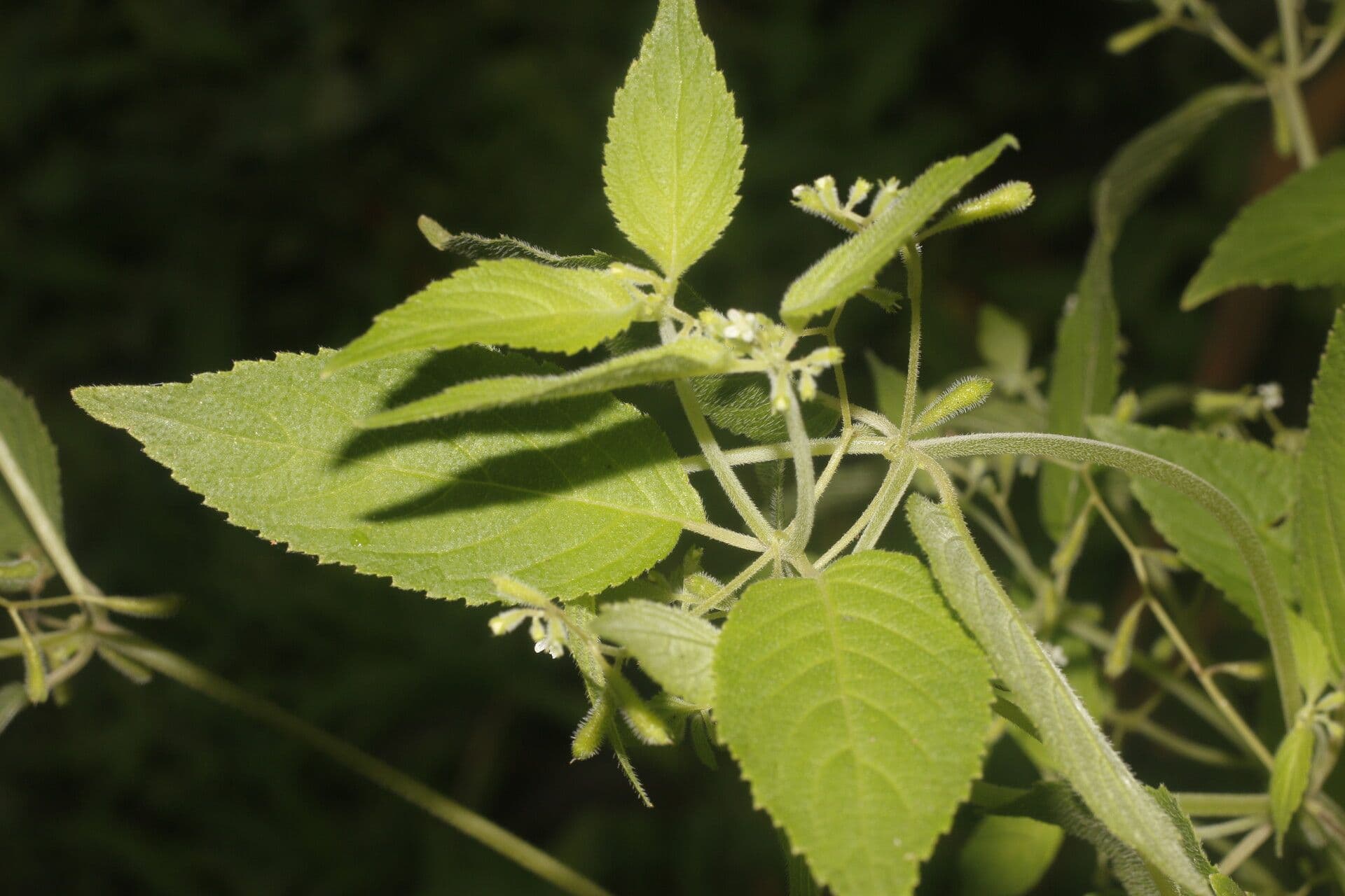 Klaprothia 12