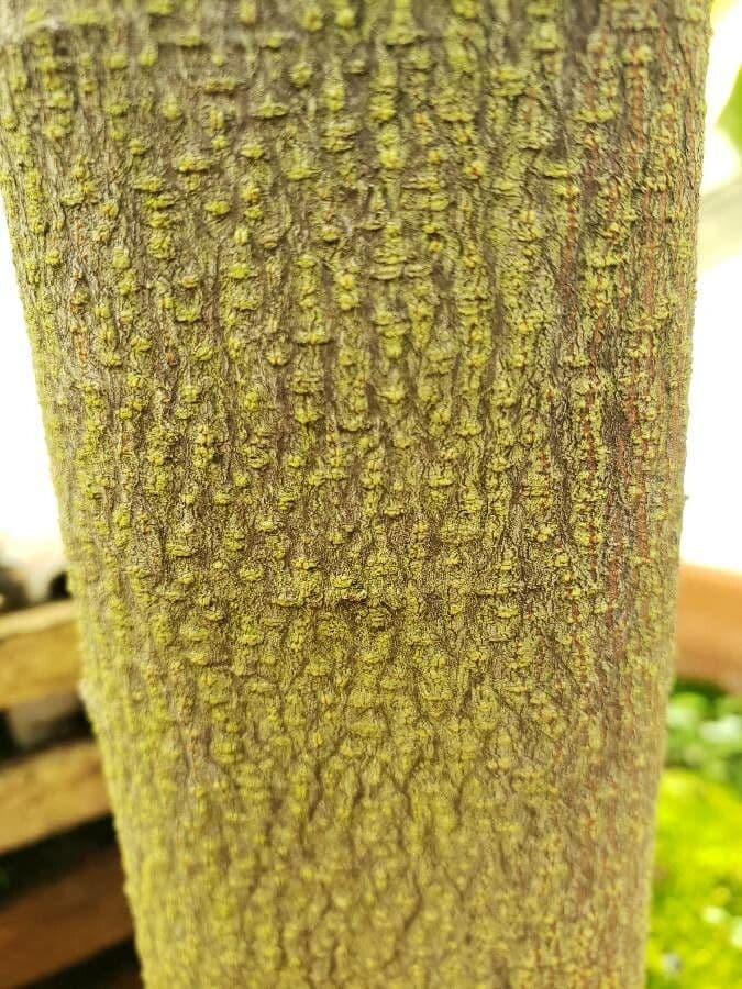 Mitrephora 3