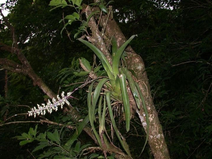 Aechmea 17