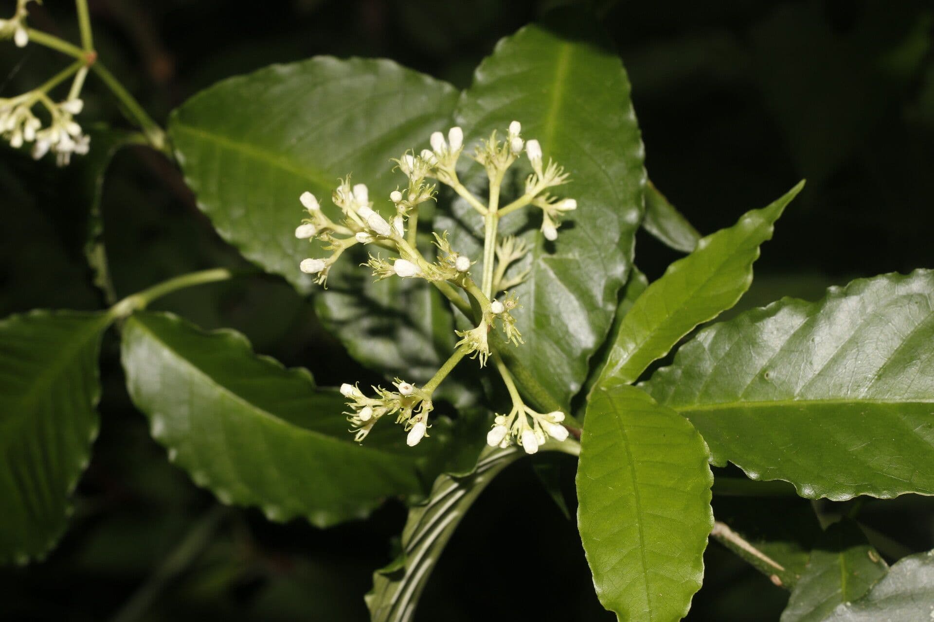 Psychotria 3