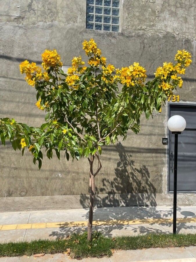Senna 6