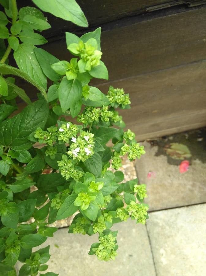 Oregano 8