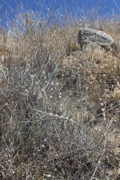 Eriogonum elongatum 9