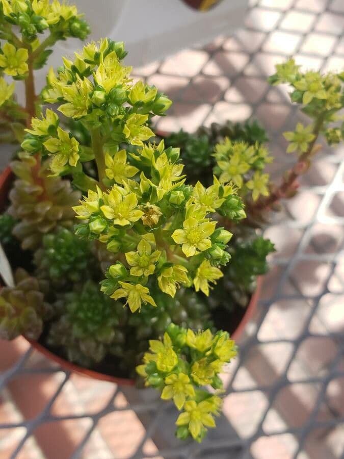 Sedum 2