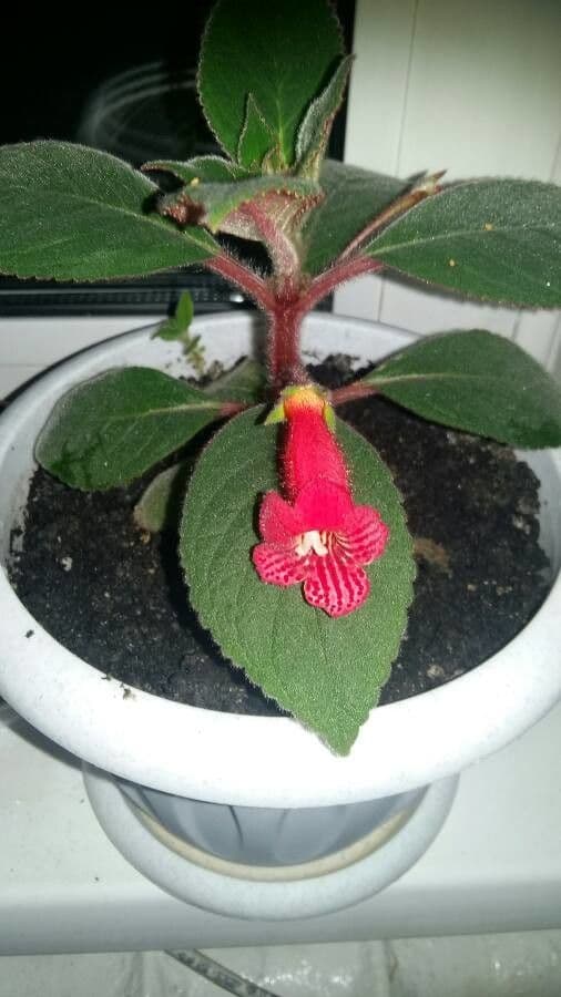 Kohleria 2