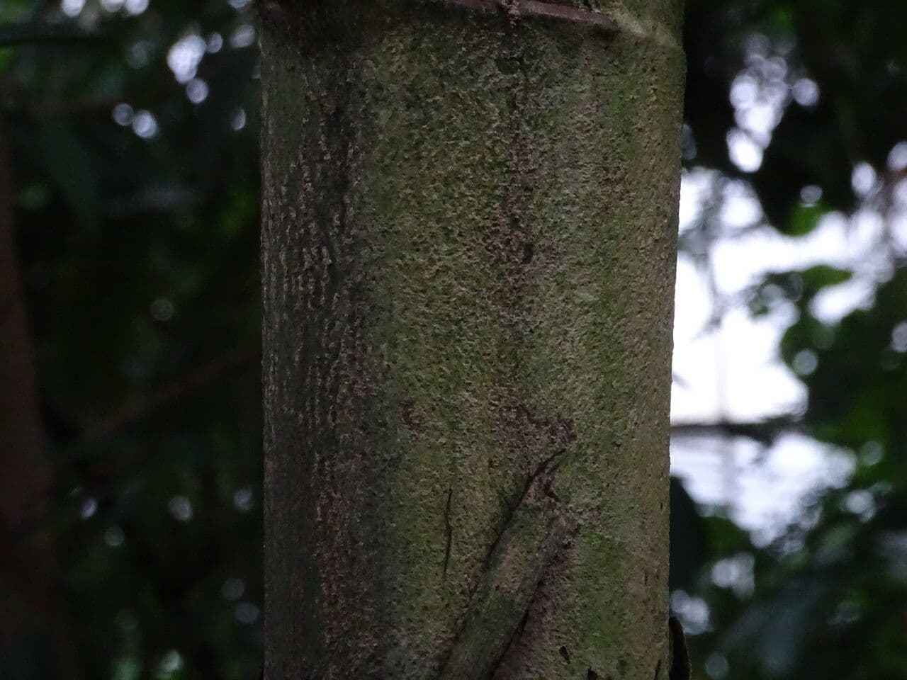 Palmier queue de poisson 23
