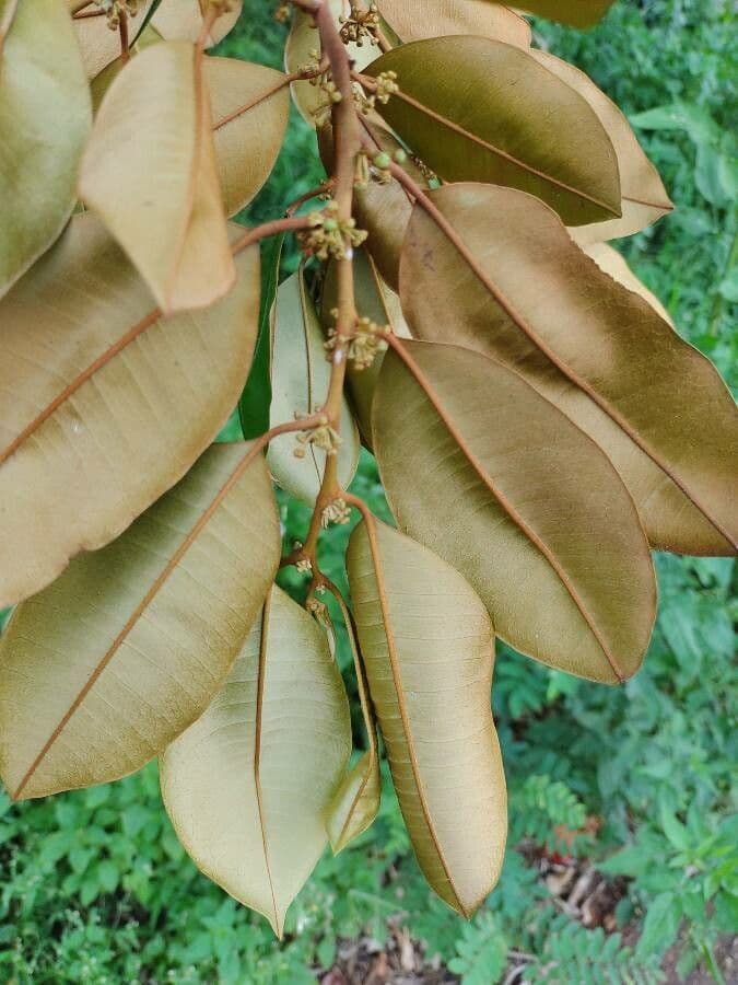 Chrysophyllum mexické 8