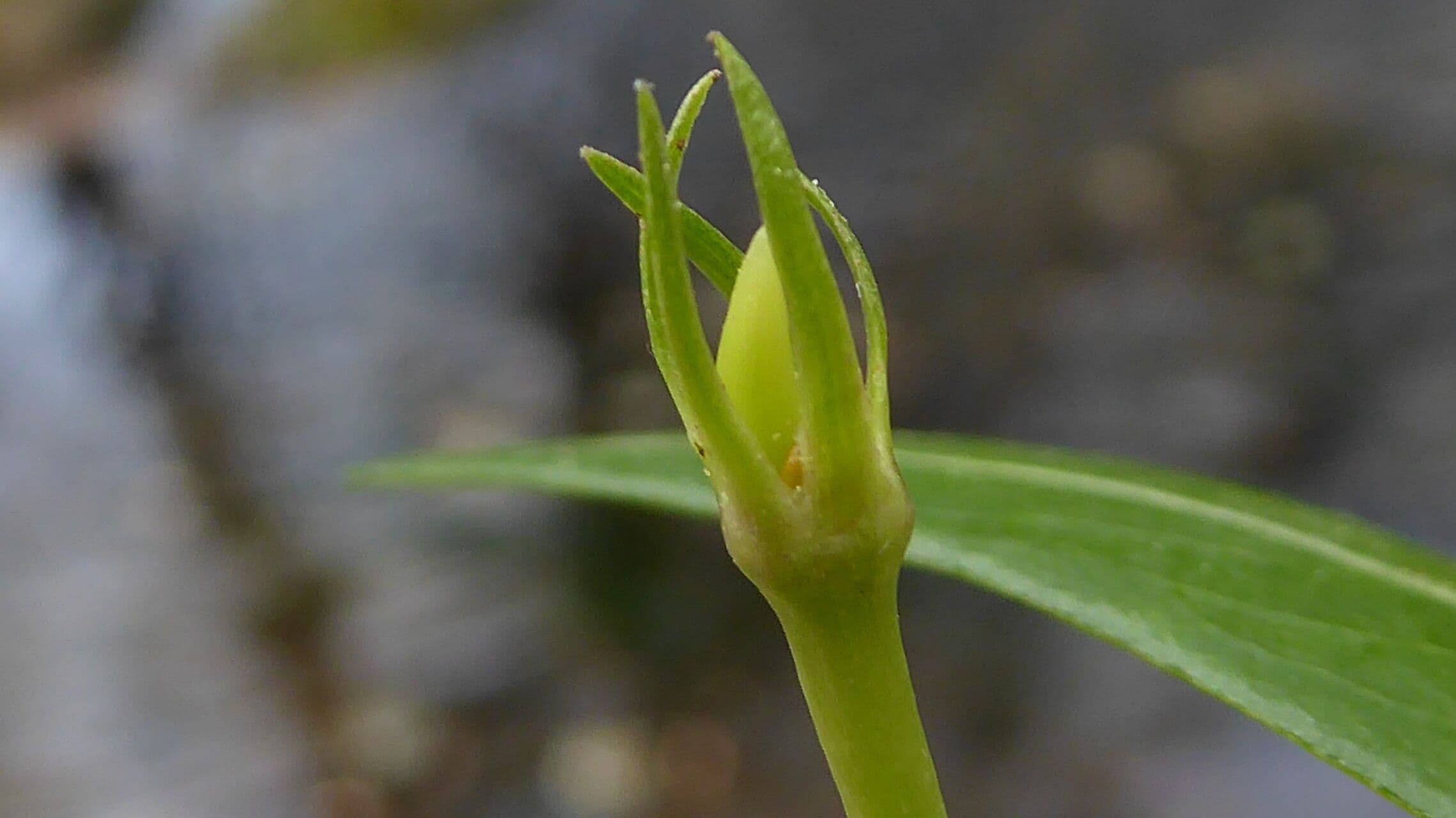 Pervinca difforme 23