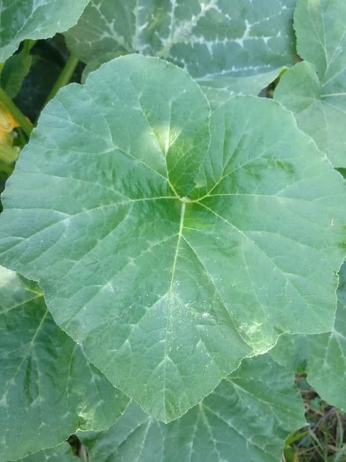Zucca moscata 19