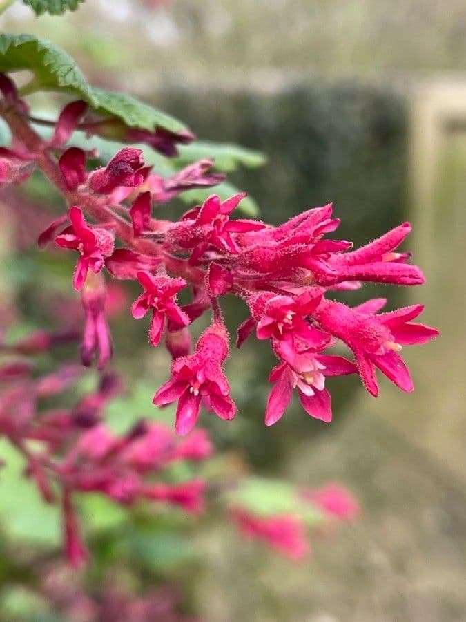 Ribes a fiori 9
