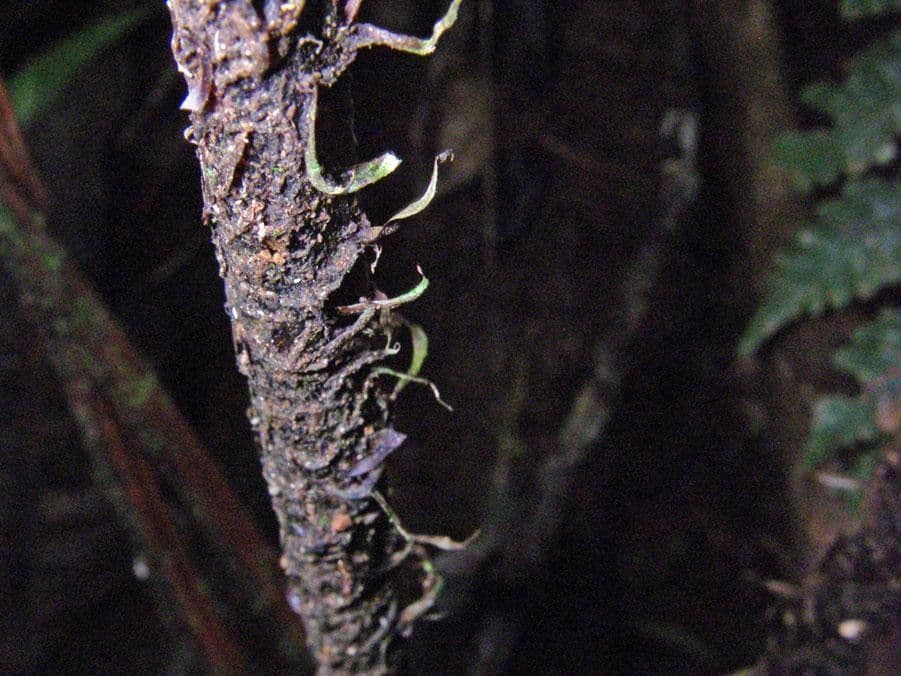 Stigmatopteris 7