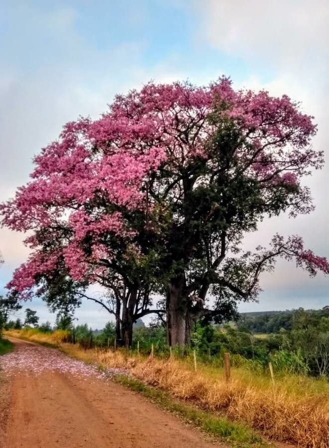 Ceiba speciosa 11