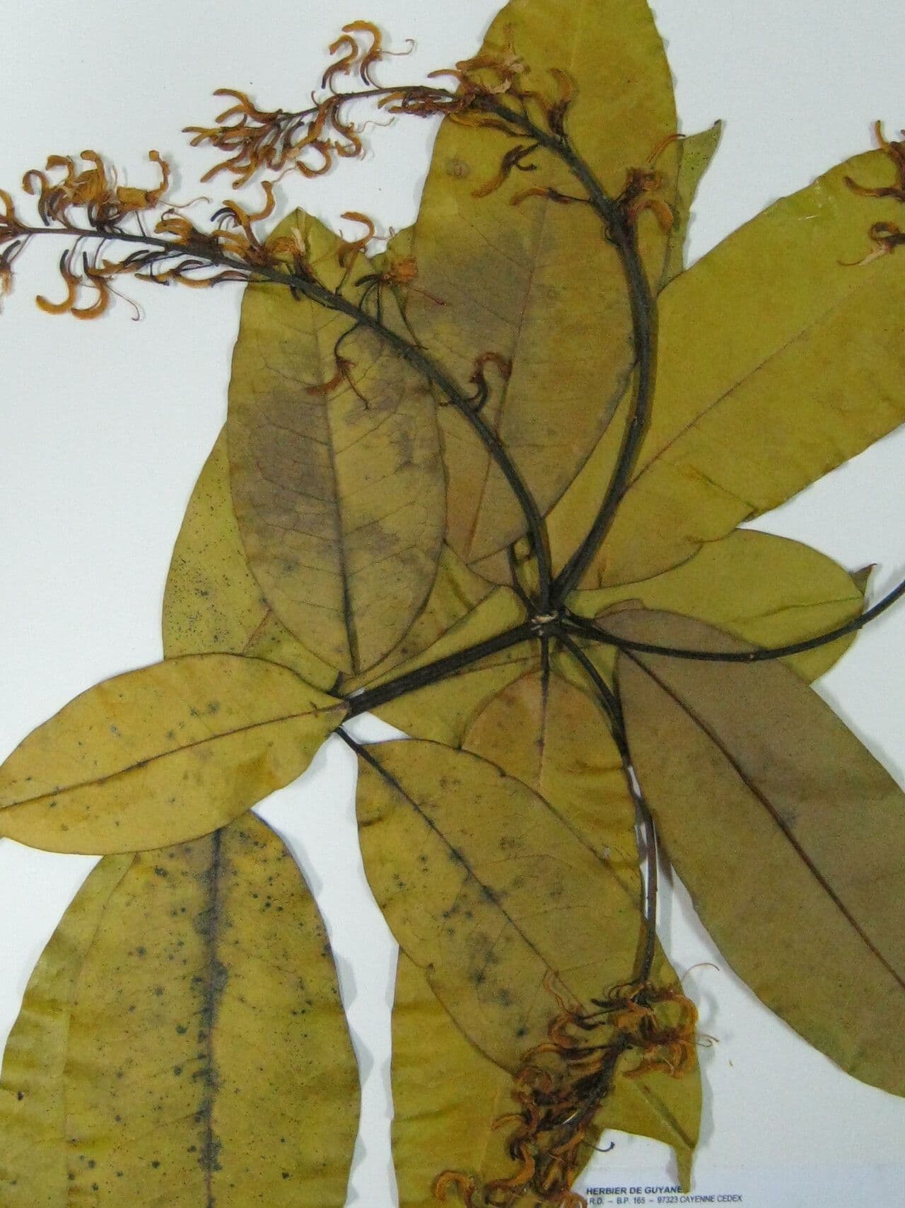 Vochysia 6