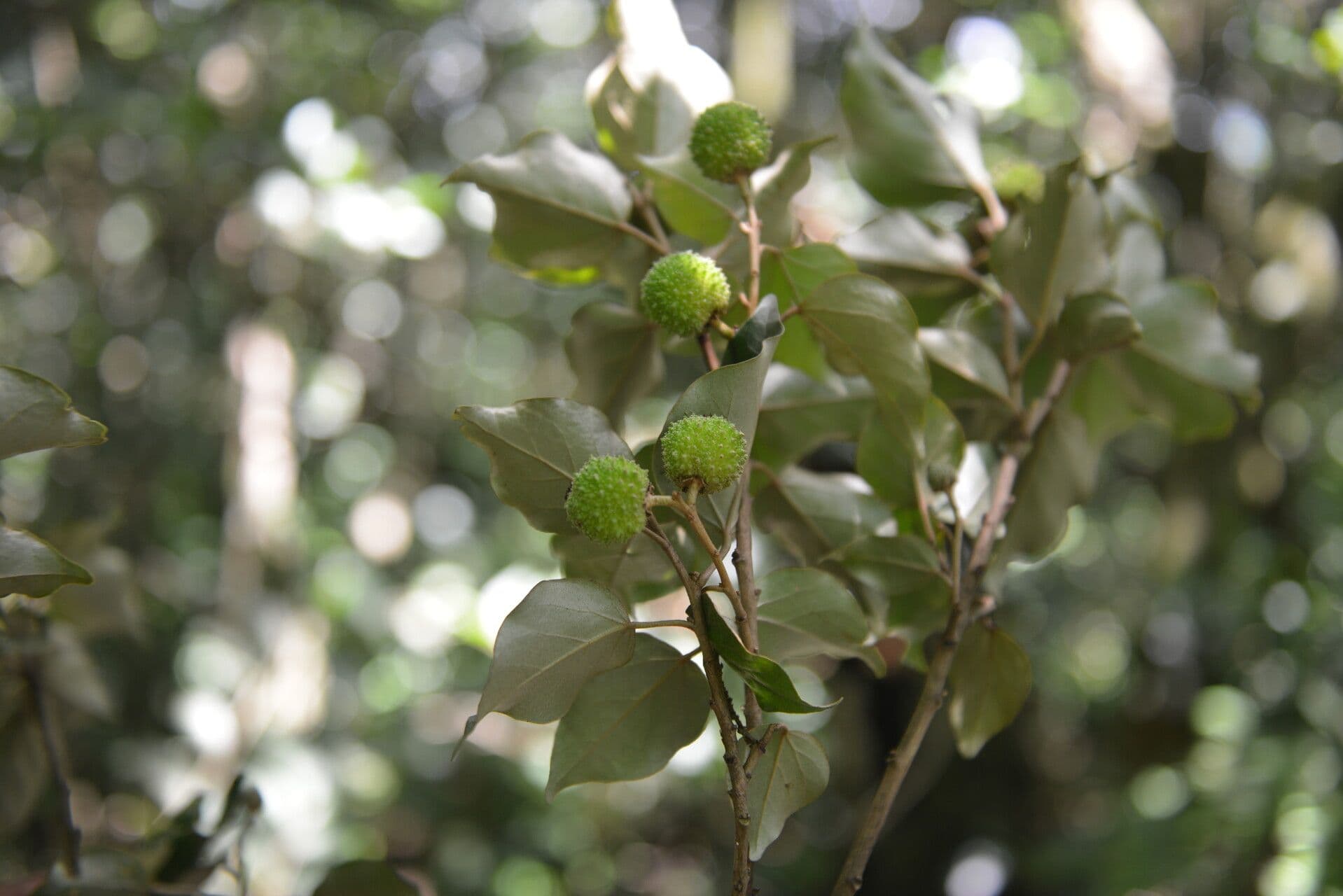 Croton niveo