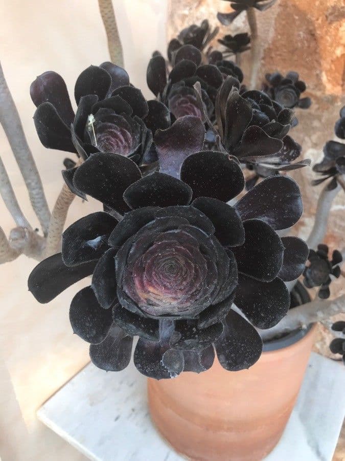 Aeonium 17