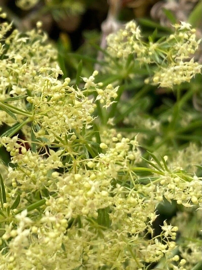 Schlankes Labkraut 7