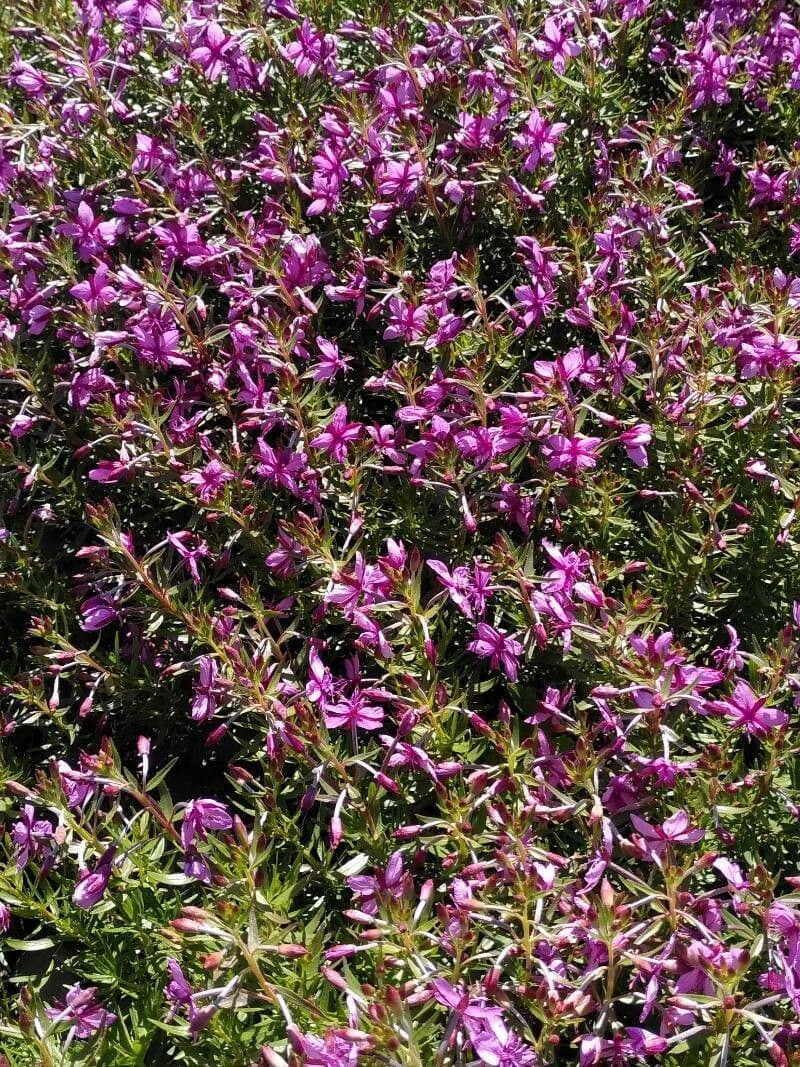 Épilobe