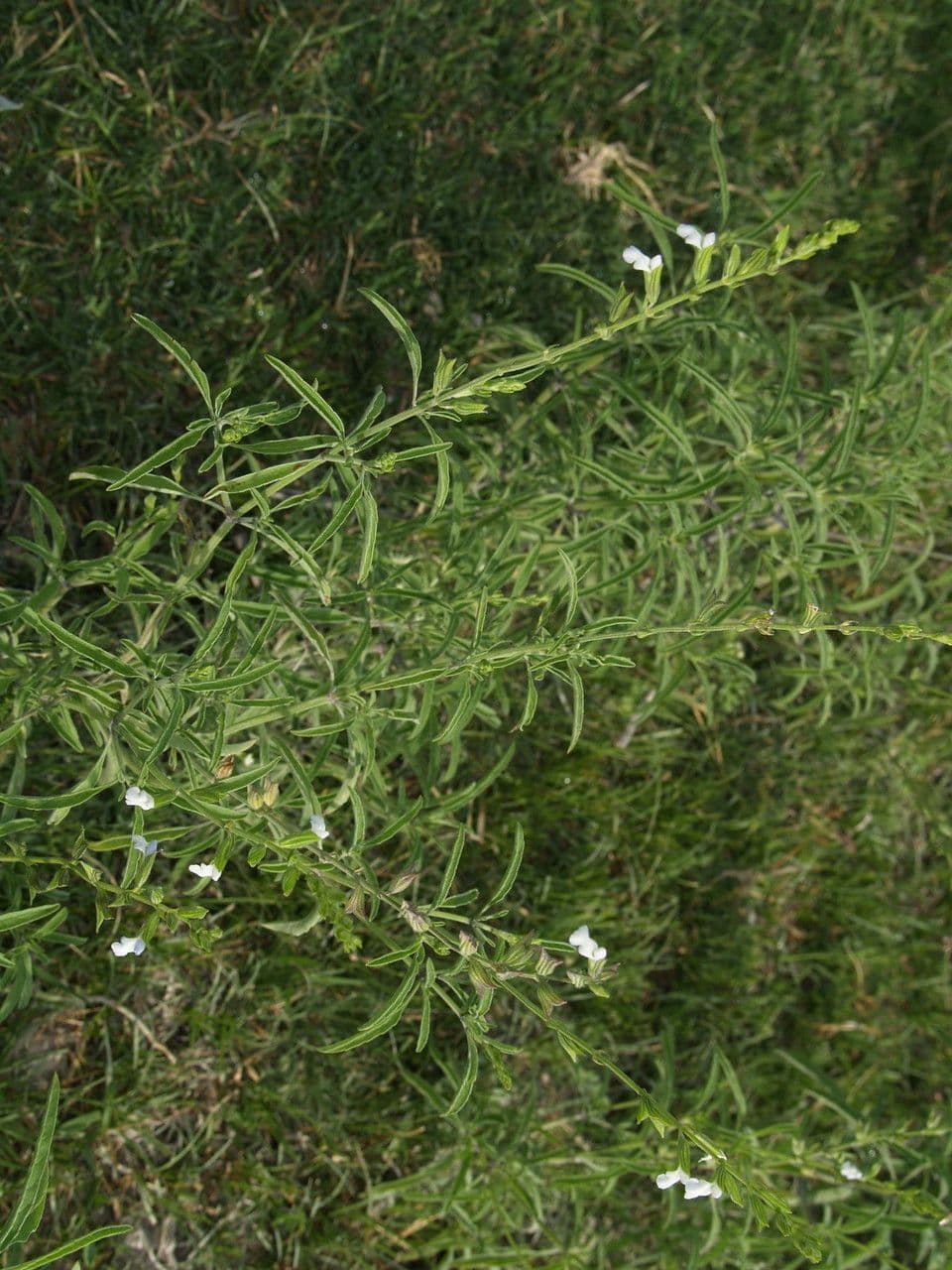 Salvia reflessa 7