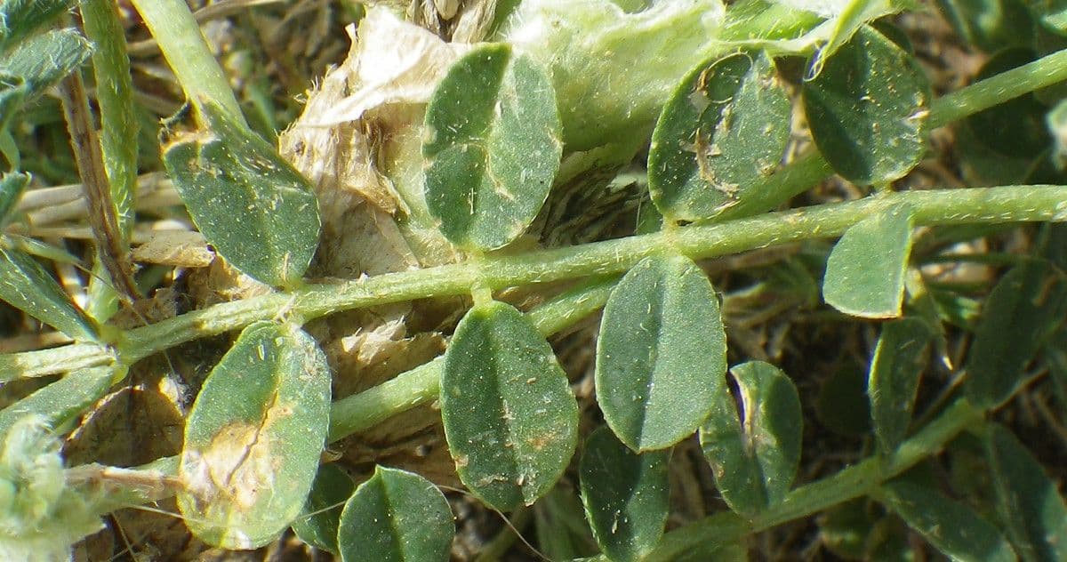 Astragalus depressus 17