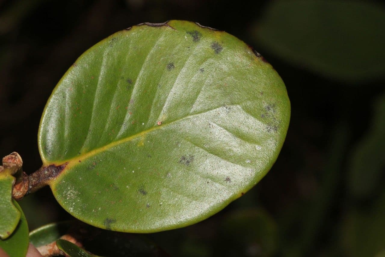 Eugenia 7