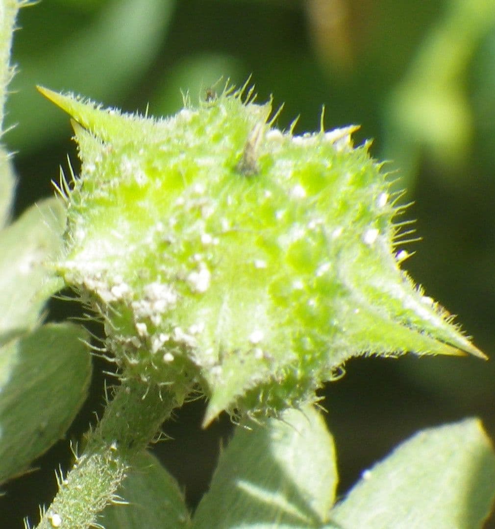 Tribolo cistoide 4