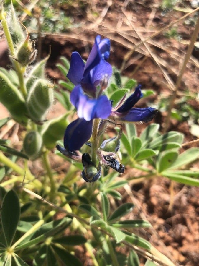 Lupinus texensis 9