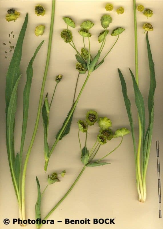 Bupleurum stellatum 22