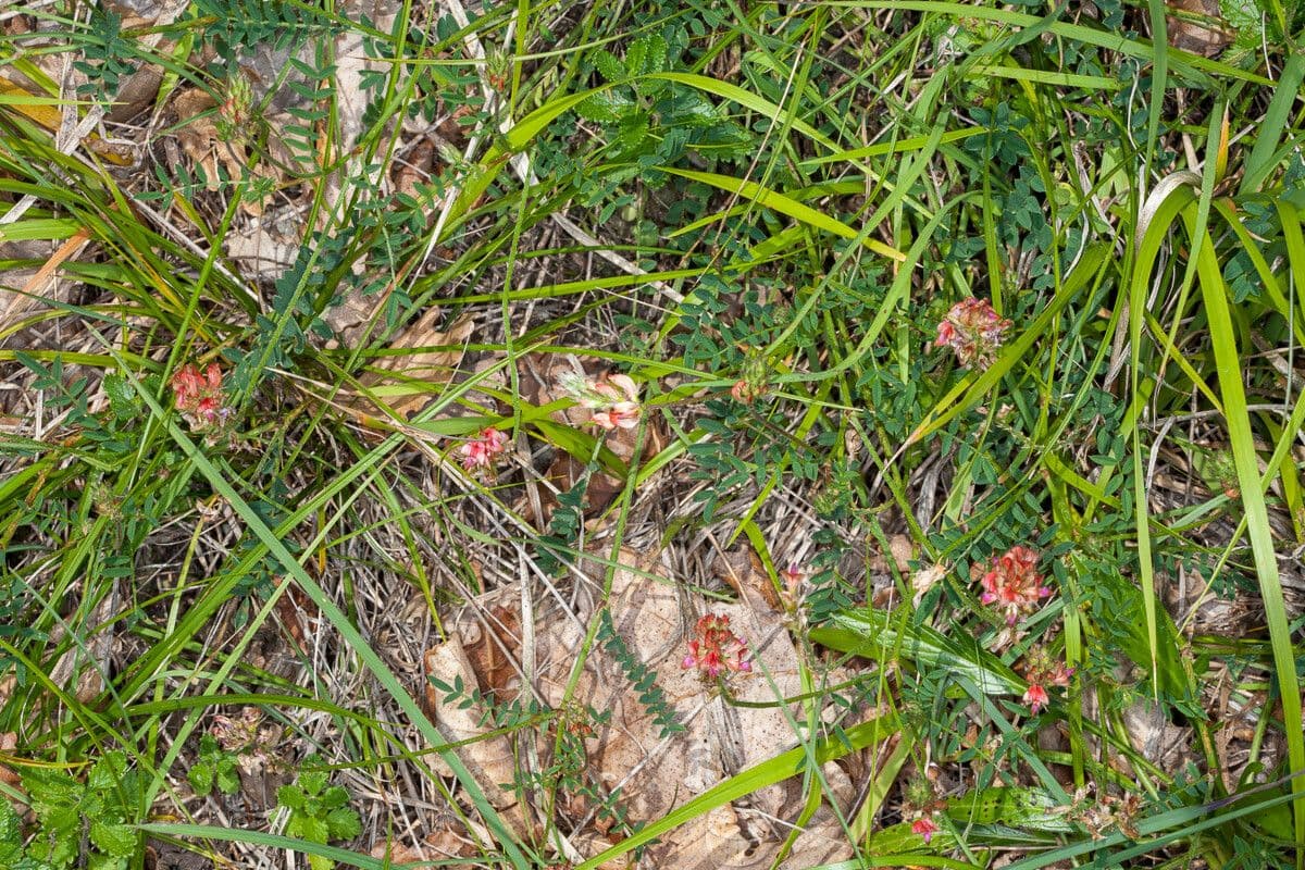 Onobrychis supina 6