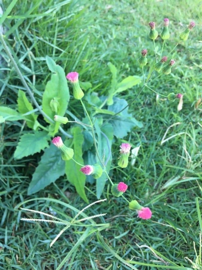 Emilia sonchifolia 10