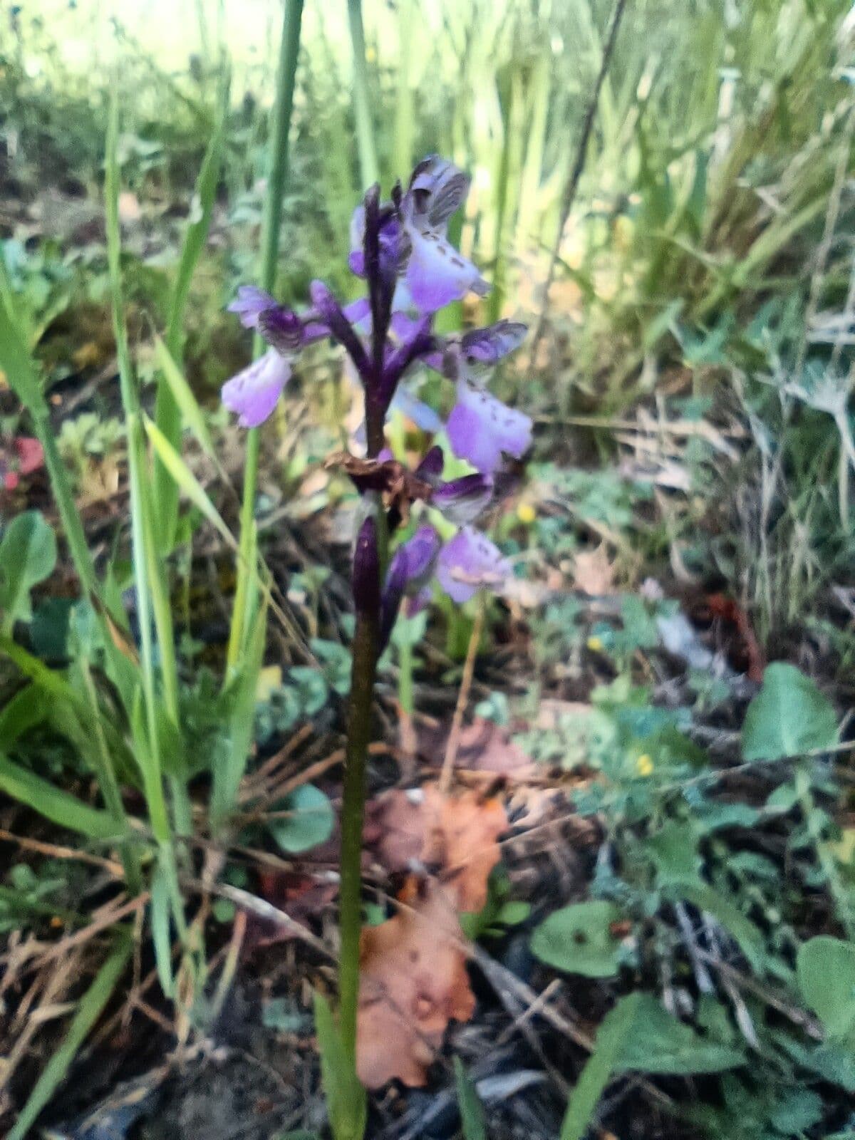 Orchis 2