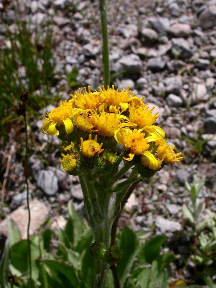 Senecio 4