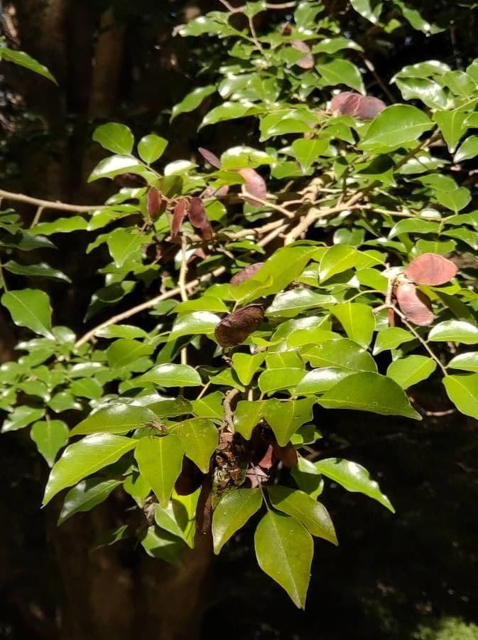 Poecilanthe