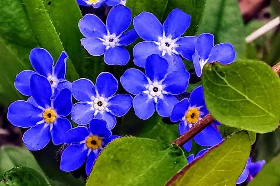 Omphalodes verna 7