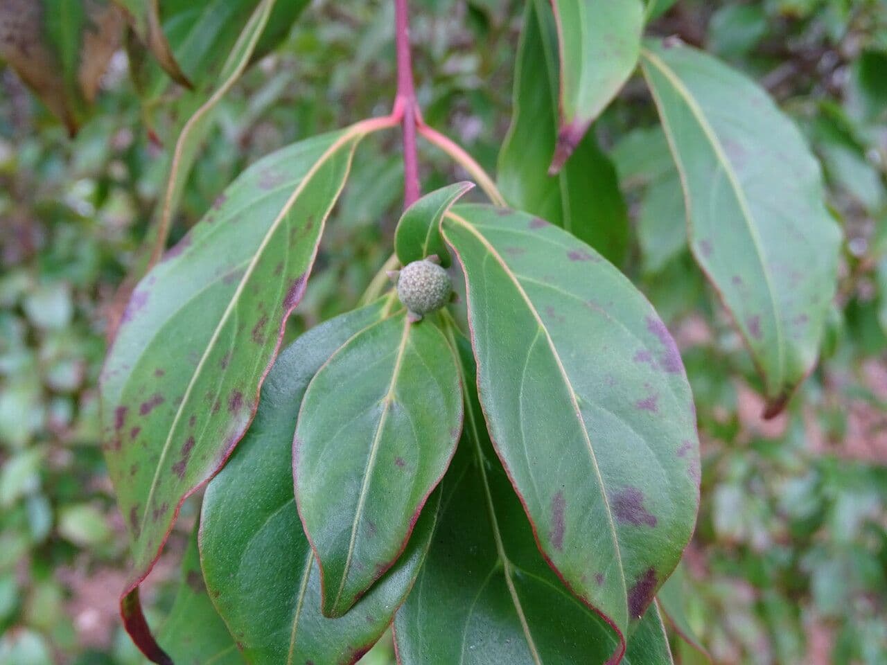 Cornus 2