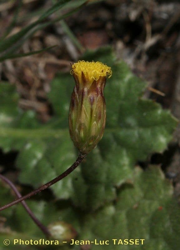 Leysera 3
