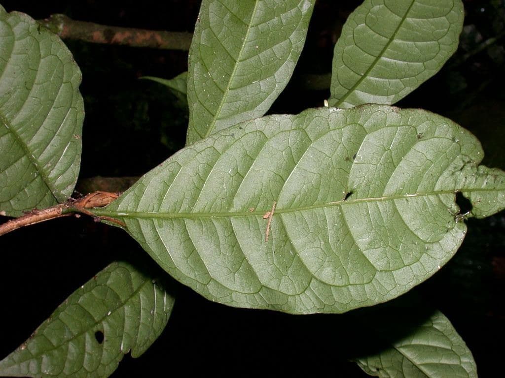 Eumachia 6