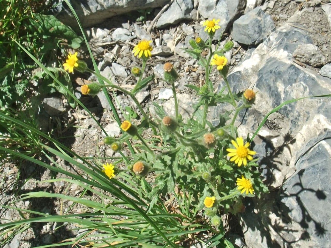 Séneçon visqueux 12