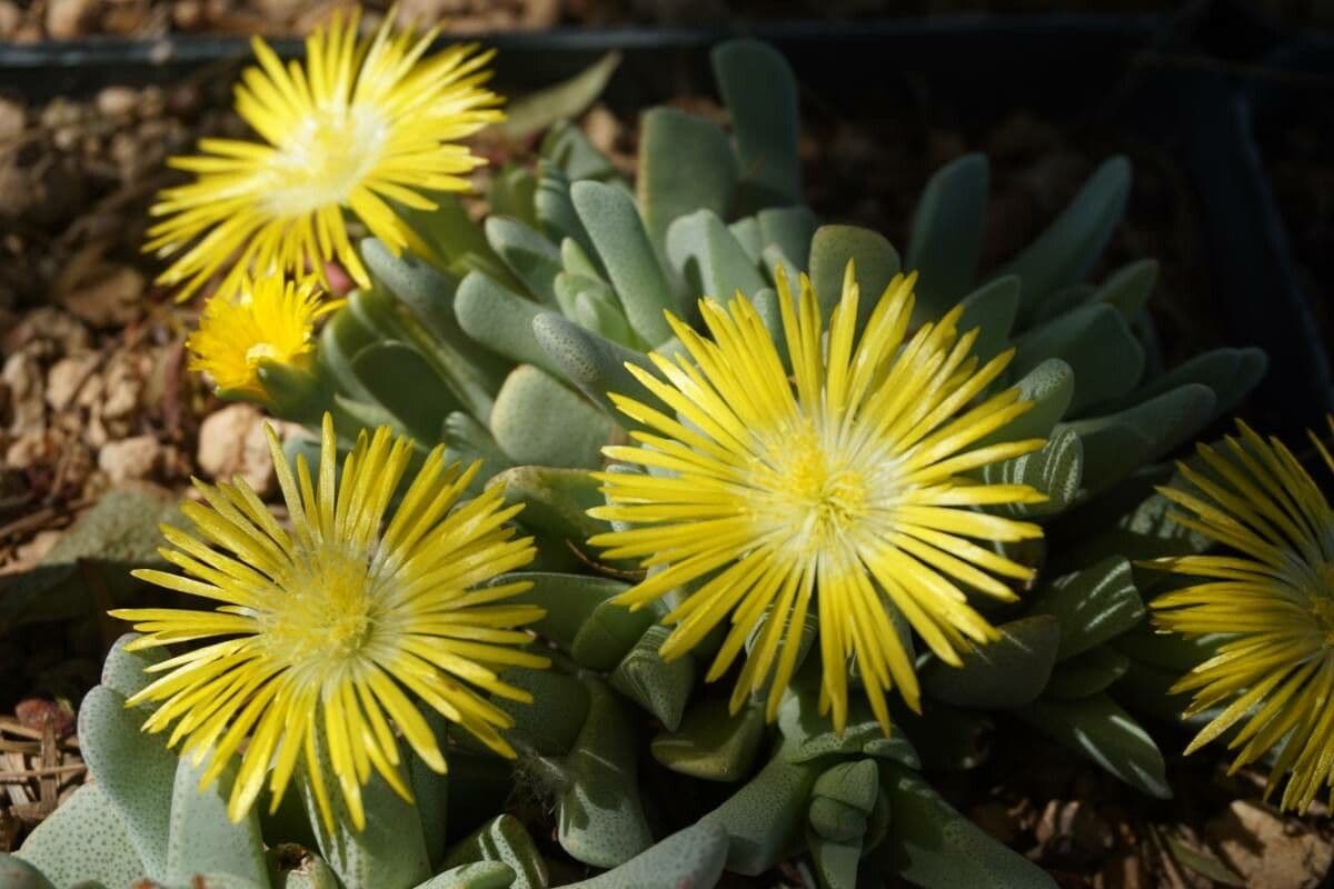 Cheiridopsis 4