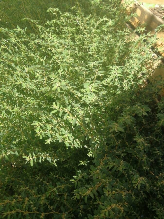 Croton monanthogynus 9